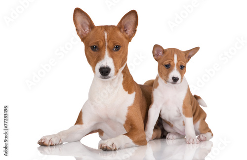 red and white basenji dog and a puppy