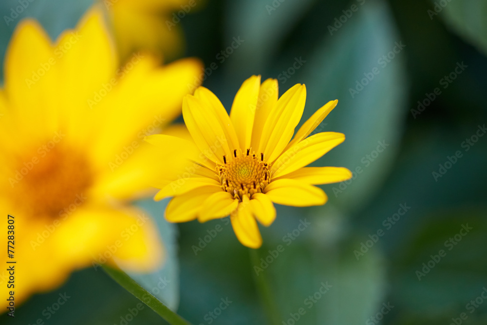 Beautiful yellow flower Beautiful yellow flower