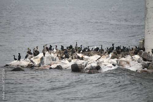 Cormorants on the island of the river