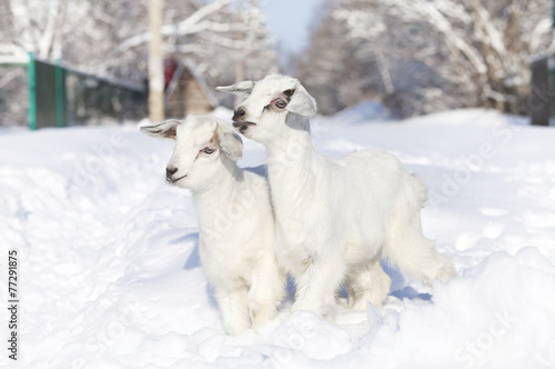 close-up white goats walking on snow