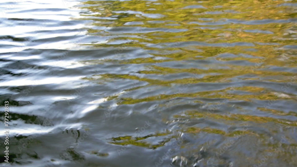 Tapir in a Lake Tapir in a Lake