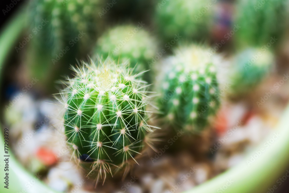 Fototapeta premium Garden Cactus