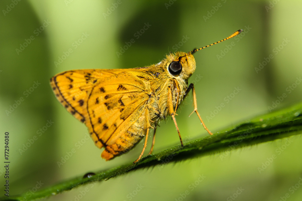 Obraz premium Butterfly