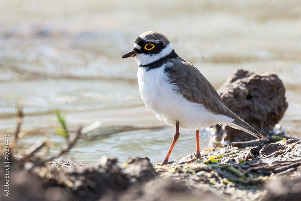 Little Ringed Plover (Charadrius dubius) Little Ringed Plover (Charadrius dubius)