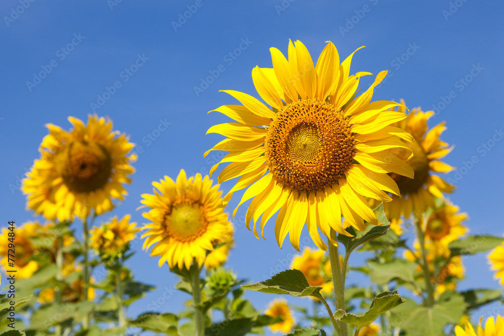 Sunflower field