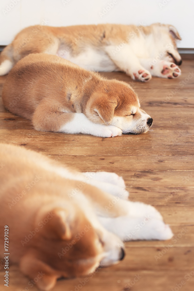 Tree Japanese akita-inu breed sleeping puppies Tree Japanese akita-inu breed sleeping puppies