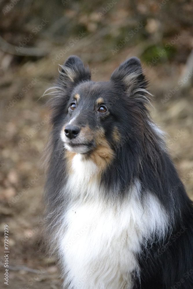 Sheltie