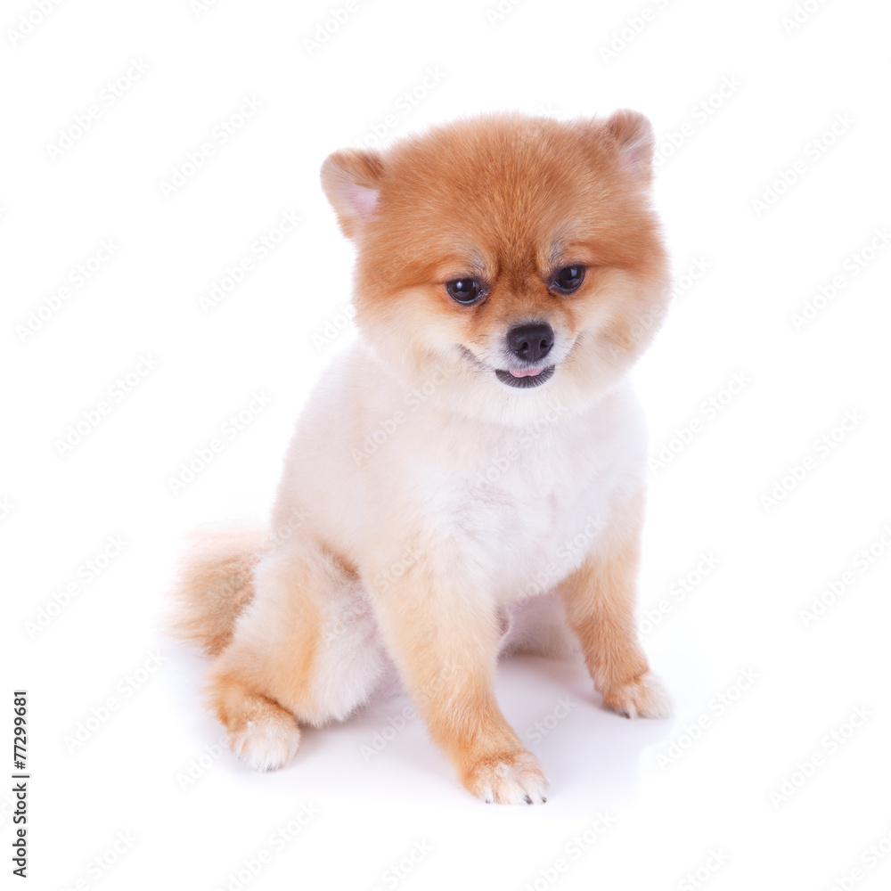 pomeranian dog brown short hair Stock Photo | Adobe Stock