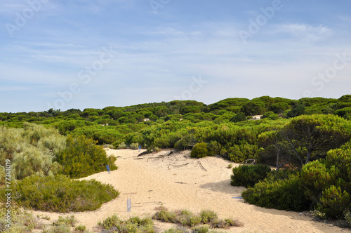 Punta Umbria - Costa de la Luz - dunes