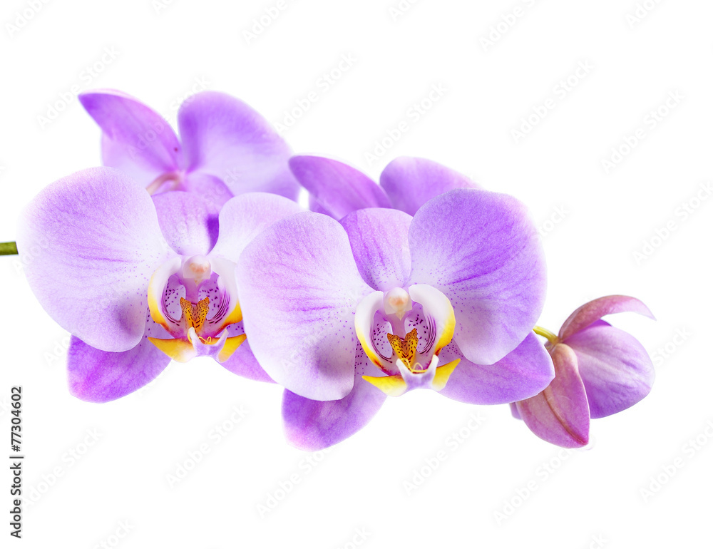 Beautiful purple orchid Beautiful purple orchid
