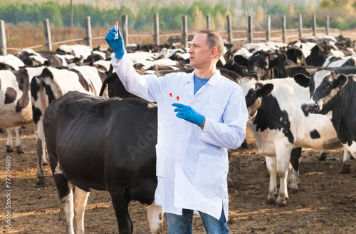 veterinarian at farm cattle