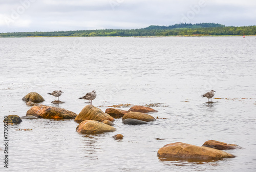 Three seagulls sitting on marine rocks. photo