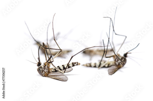 Close up group Aedes albopictus, Stegomyia albopicta, Asia as Tiger Mosquito, Forest Mosquito, Four dead mosquito isolated on white background, Insect carrier malaria, dengue fever, Zika Chikungunya