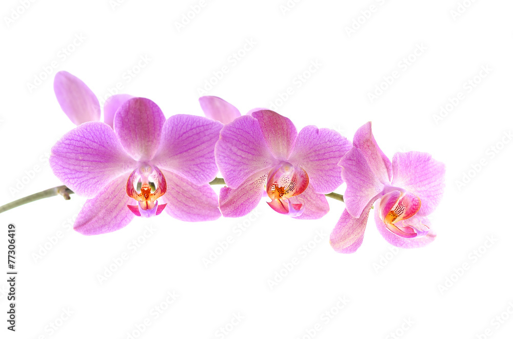 Fototapeta premium Beautiful purple orchid