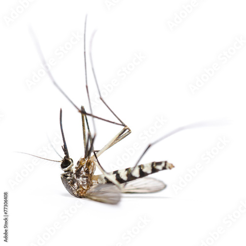 Close up Aedes albopictus, Stegomyia albopicta, in Asia as Tiger Mosquito, Forest Mosquito, One dead mosquito isolated on white background, Insect carrier malaria, dengue fever, Zika, Chikungunya