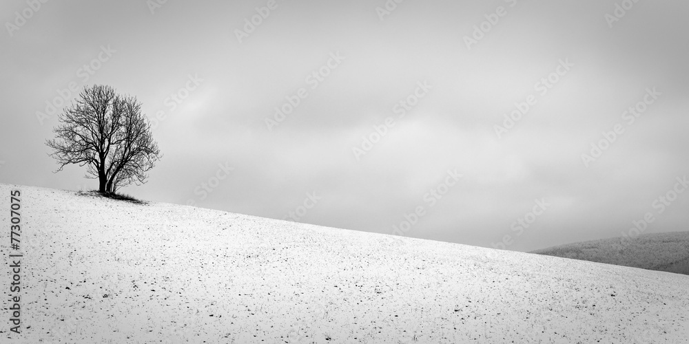 Naklejka premium The Lonely Winter Tree