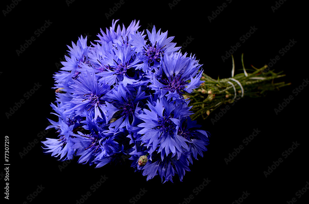 The beautiful cornflower on black background The beautiful cornflower on black background