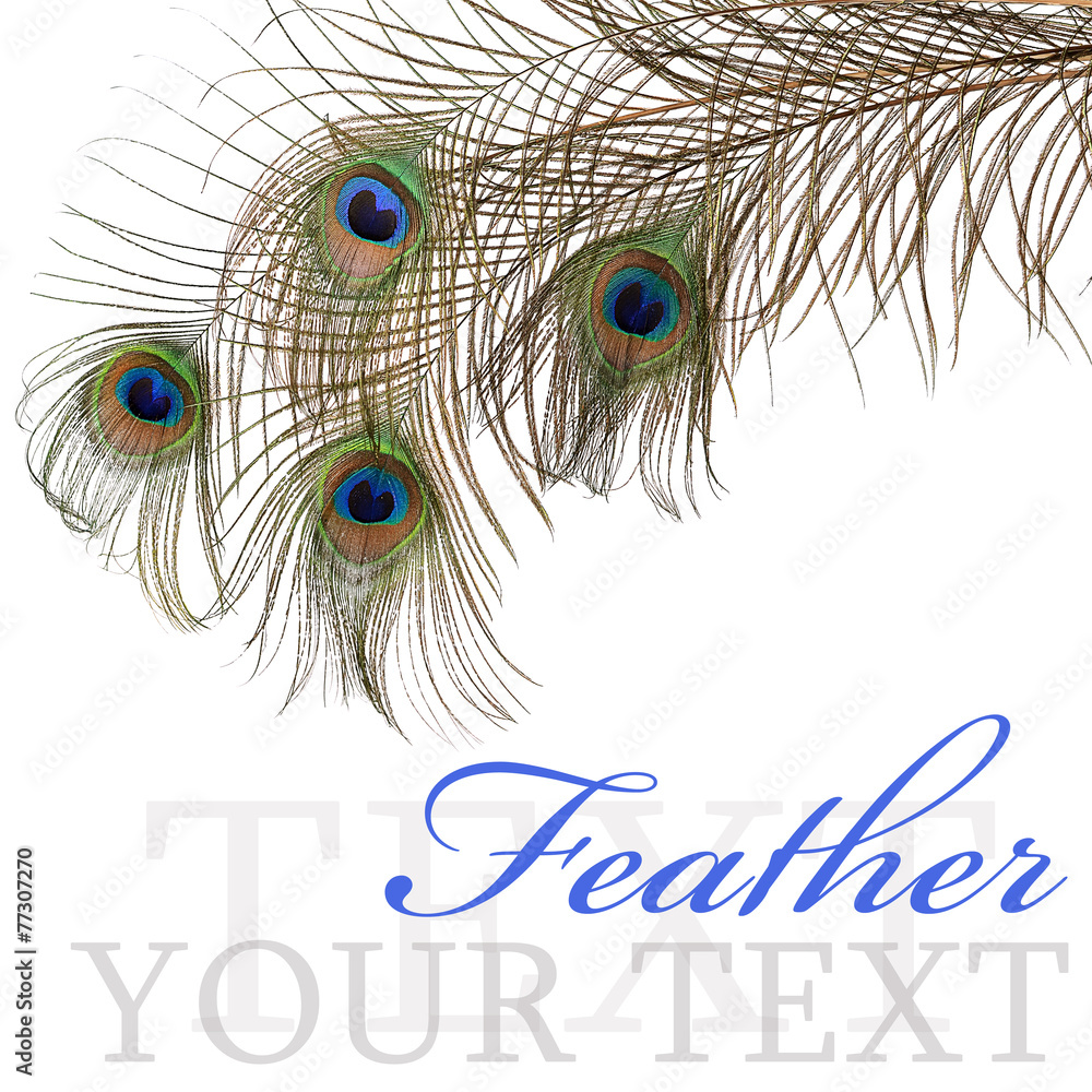 Obraz premium Feather of peacock isolated on white background