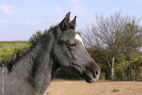 Purebred gray foal posing on summer pasture