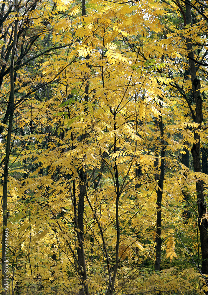 Fototapeta premium colorful leaves