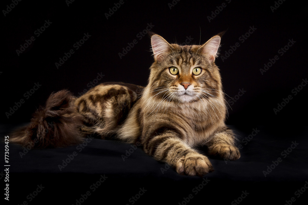 Obraz premium Maine Coon cat