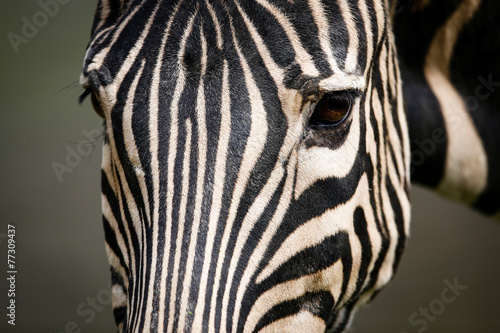 Detail of zebra head and eyes