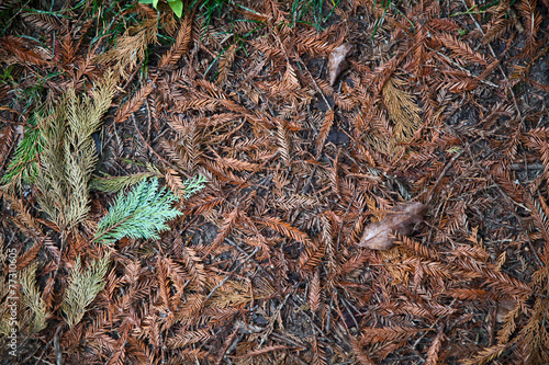 Фон из осенней листвы