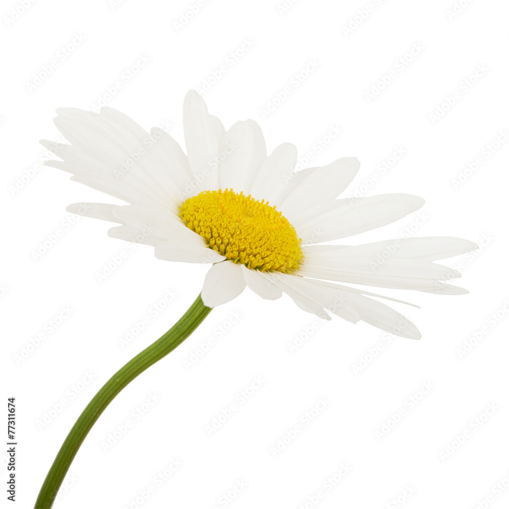 Fototapeta premium White daisy camomile flower on a white background