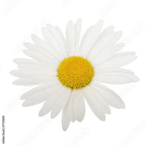 White daisy camomile flower on a white background © lucky_marinka