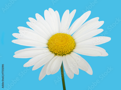 Flower white chamomile daisies on blue sky background