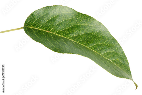 Green pear leaf isolated on white background