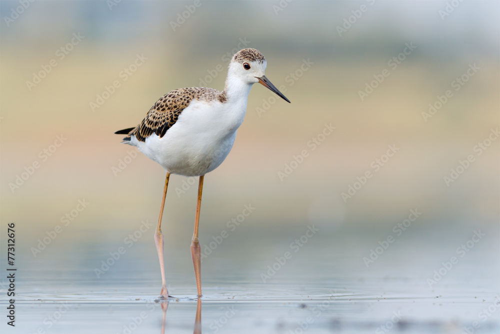 Juvenile Black-winged Stilt Juvenile Black-winged Stilt