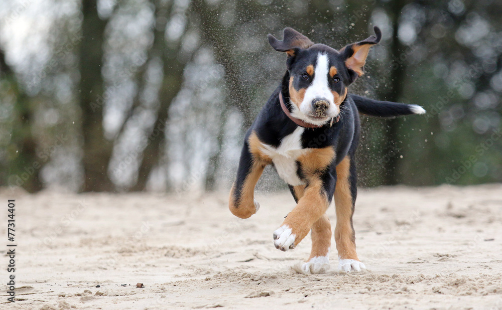 Großer Schweizer Sennenhund Stock Photo | Adobe Stock