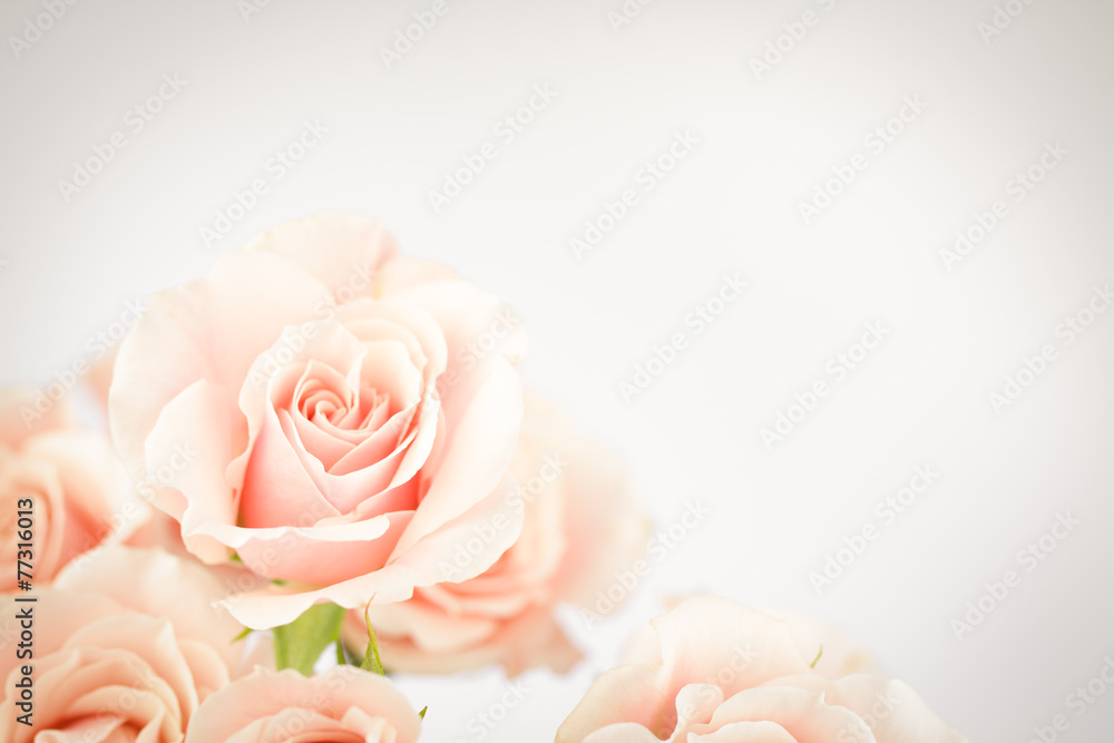 Naklejka premium Peach rose cluster with vignette