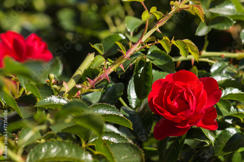 Fototapeta Naklejka Na Ścianę i Meble -  close up of blooming red rose