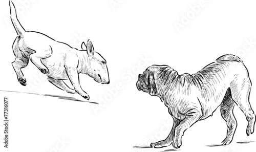 dogs on a walk
