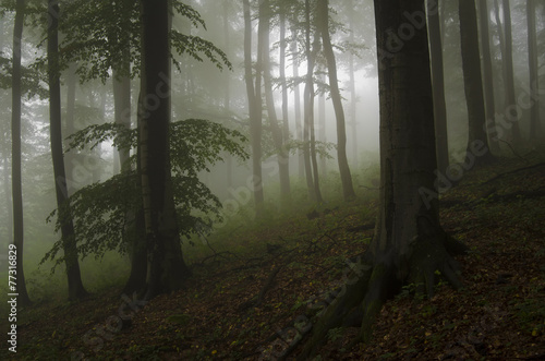 dark green forest with fog