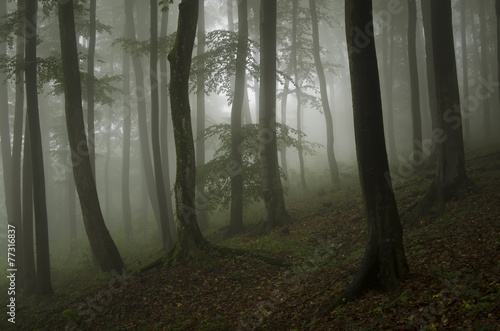 green forest with beautiful...