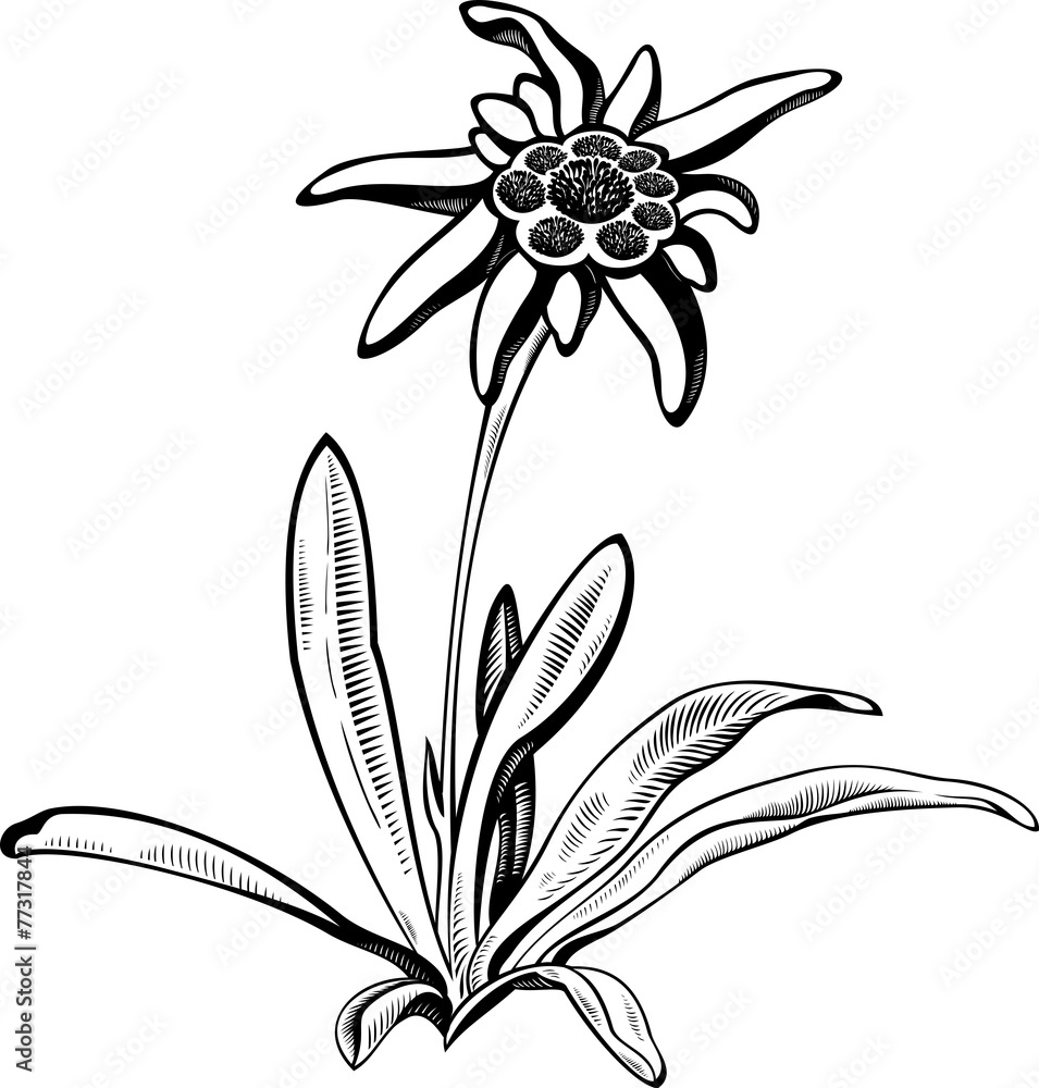 Edelweiss Flower With Leaves Vector