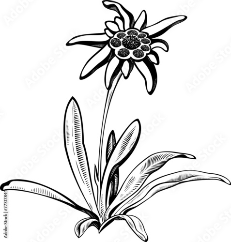 Edelweiss flower with leaves. Vector tattoo illustration