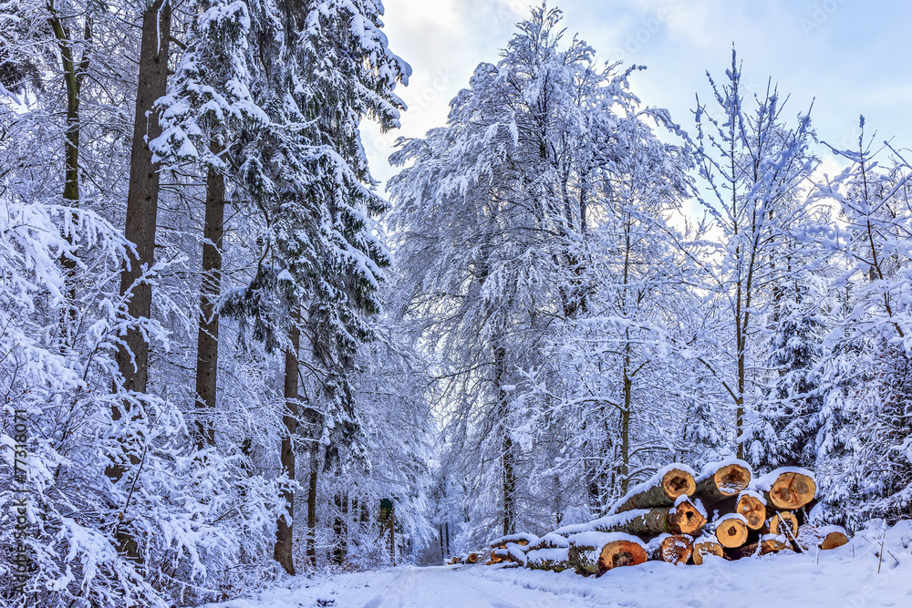Fototapeta premium Blue Winter Forest