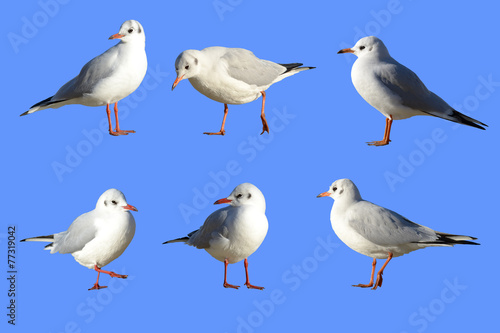 Sea-gulls in different poses with paths selections