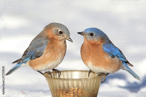 Pair of Bluebirds On A Feeder With Snow