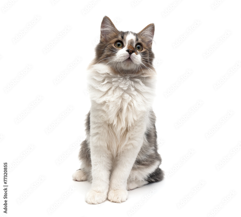 Obraz premium kitten (age 4.0 months) sitting isolated on white background