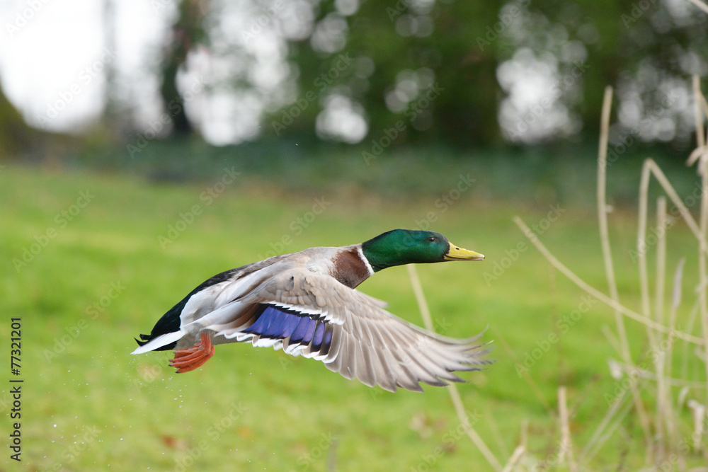 Obraz premium Mallard, Anas platyrhynchos