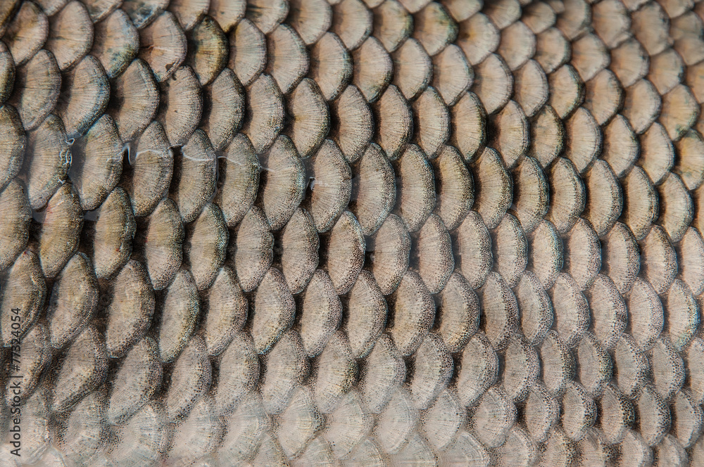 Naklejka premium Fish scales close-up.