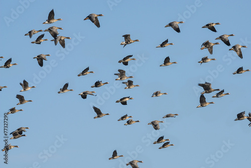 a flock of geese Anser albifrons