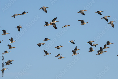 a flock of geese Anser albifrons © Vera Kuttelvaserova