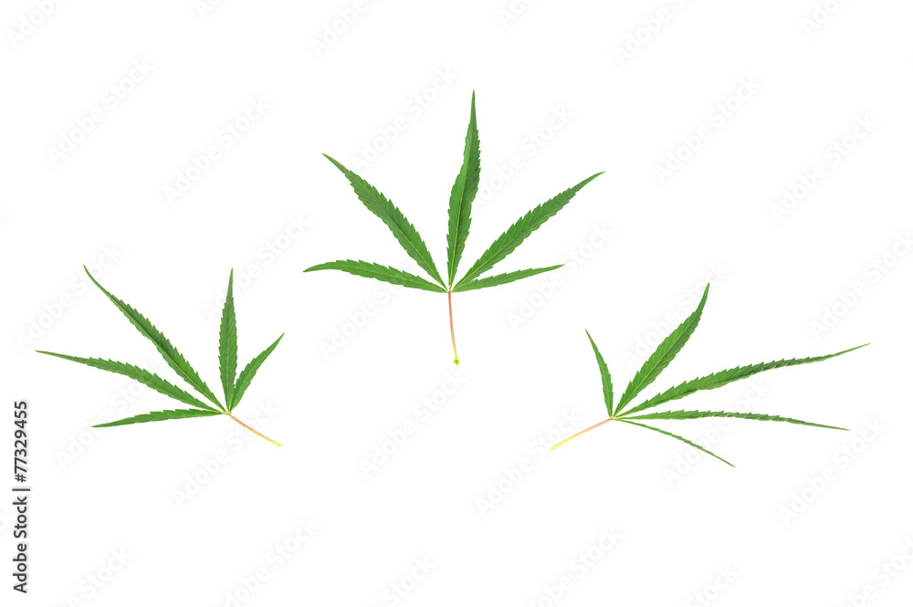 Fototapeta premium Three green cannabis leaf