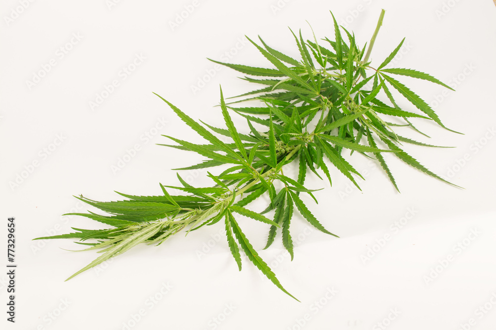 Green cannabis branch Green cannabis branch